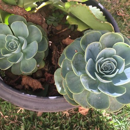 Pe De Manga Hospedagem Mucuge Bagian luar foto
