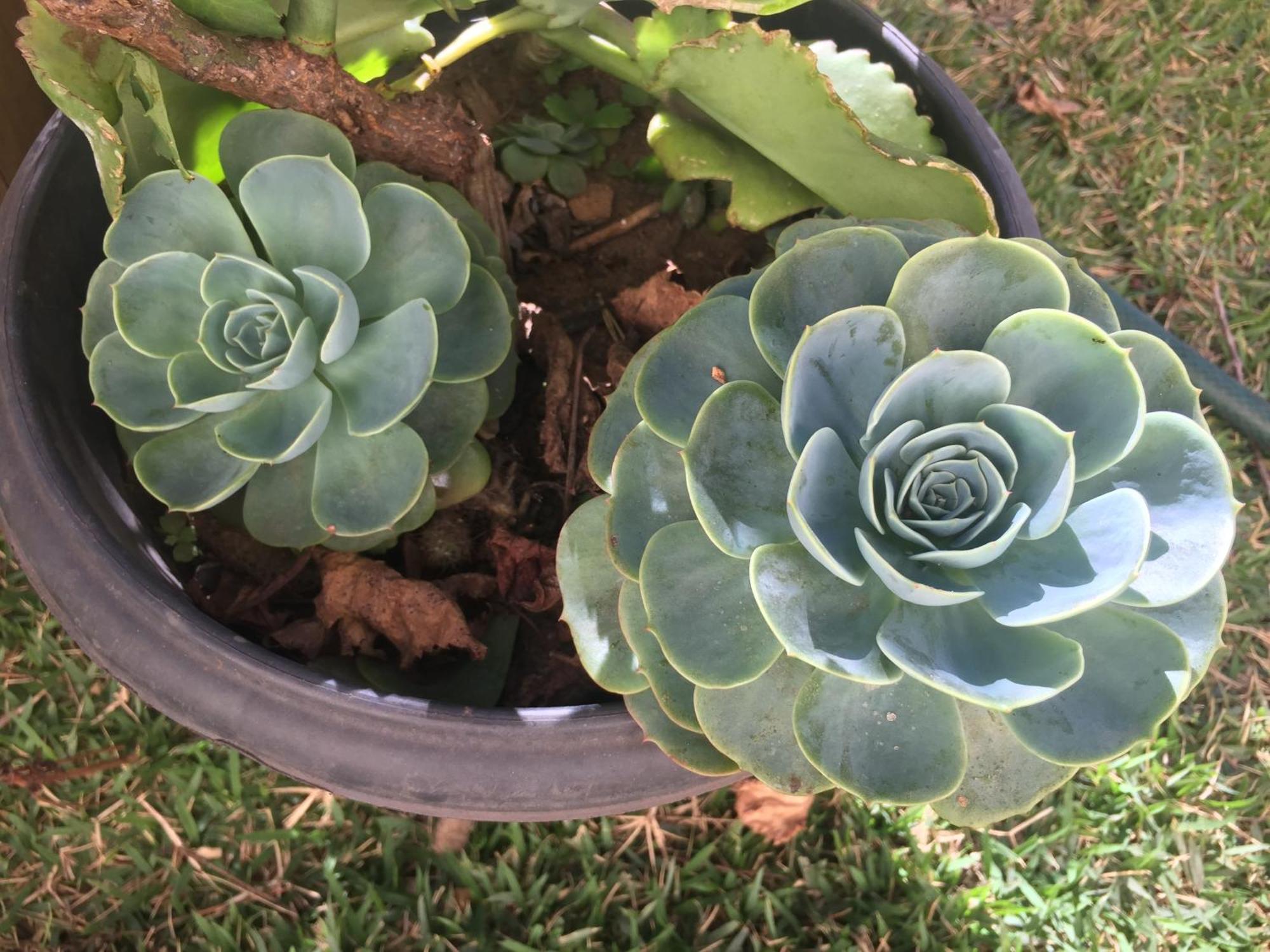 Pe De Manga Hospedagem Mucuge Bagian luar foto