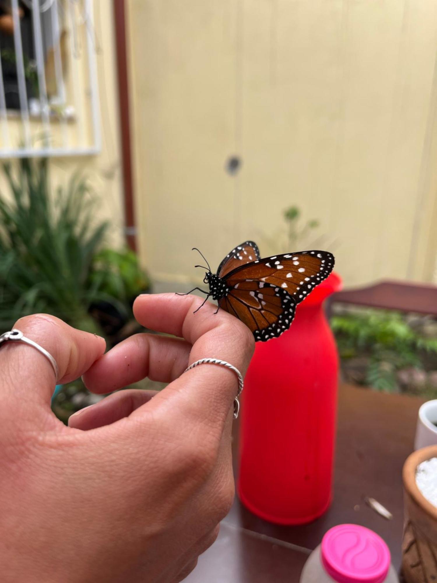 Pe De Manga Hospedagem Mucuge Bagian luar foto