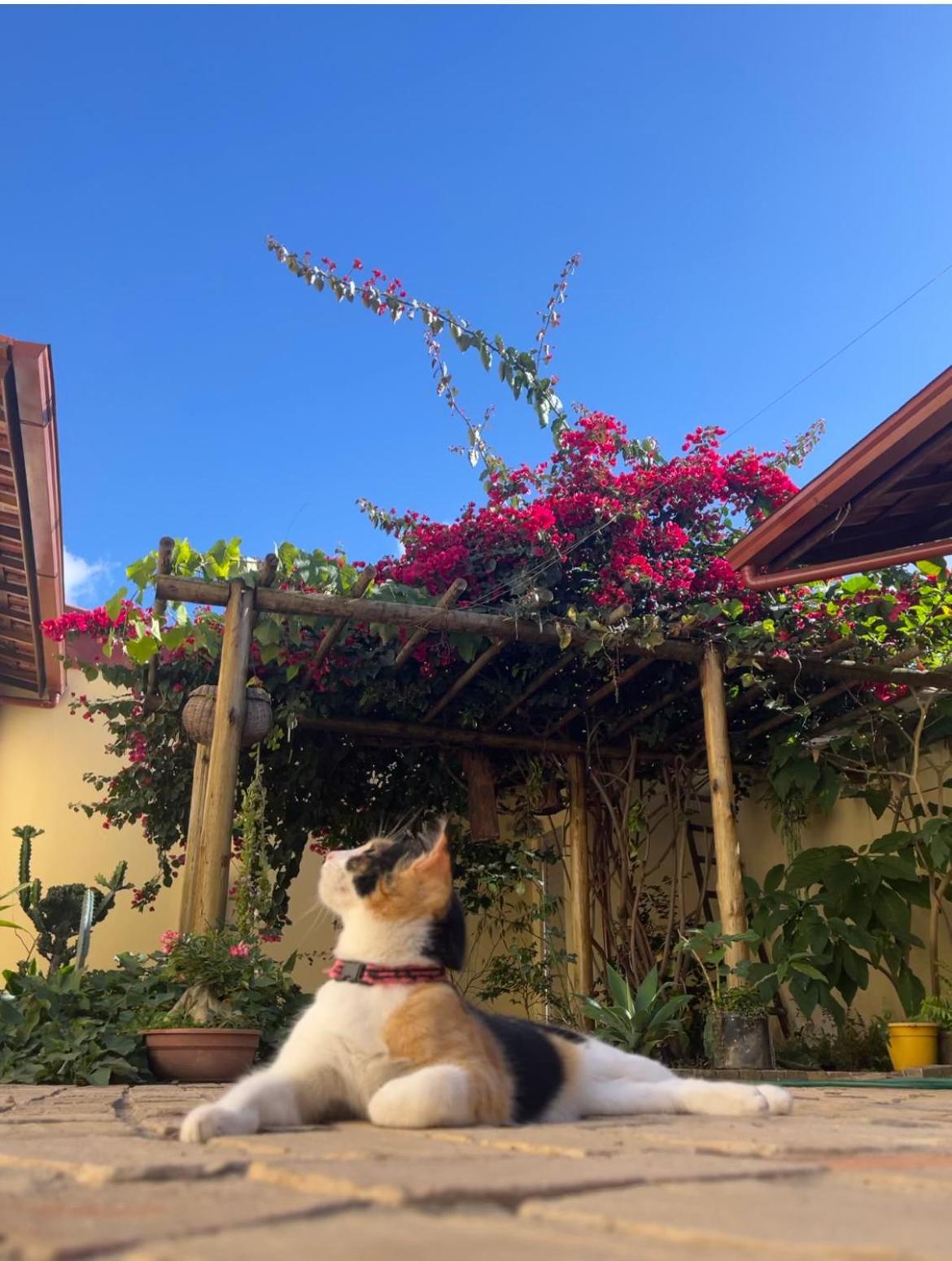 Pe De Manga Hospedagem Mucuge Bagian luar foto